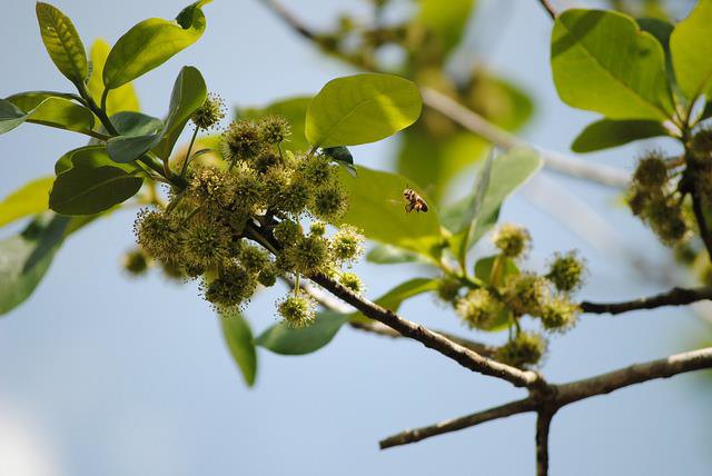 Honey bee working the bloom of a Tupelo tree.